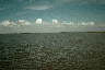 Pelicans, Malheur Lake