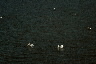 Pelicans up close