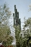 Giant Saguaro